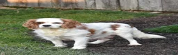 Cavapoo dogs for sale: Sophie  - Ad 7