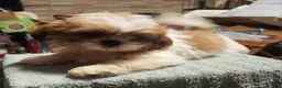 Shih Tzu dogs for sale: Tom - Ad 3