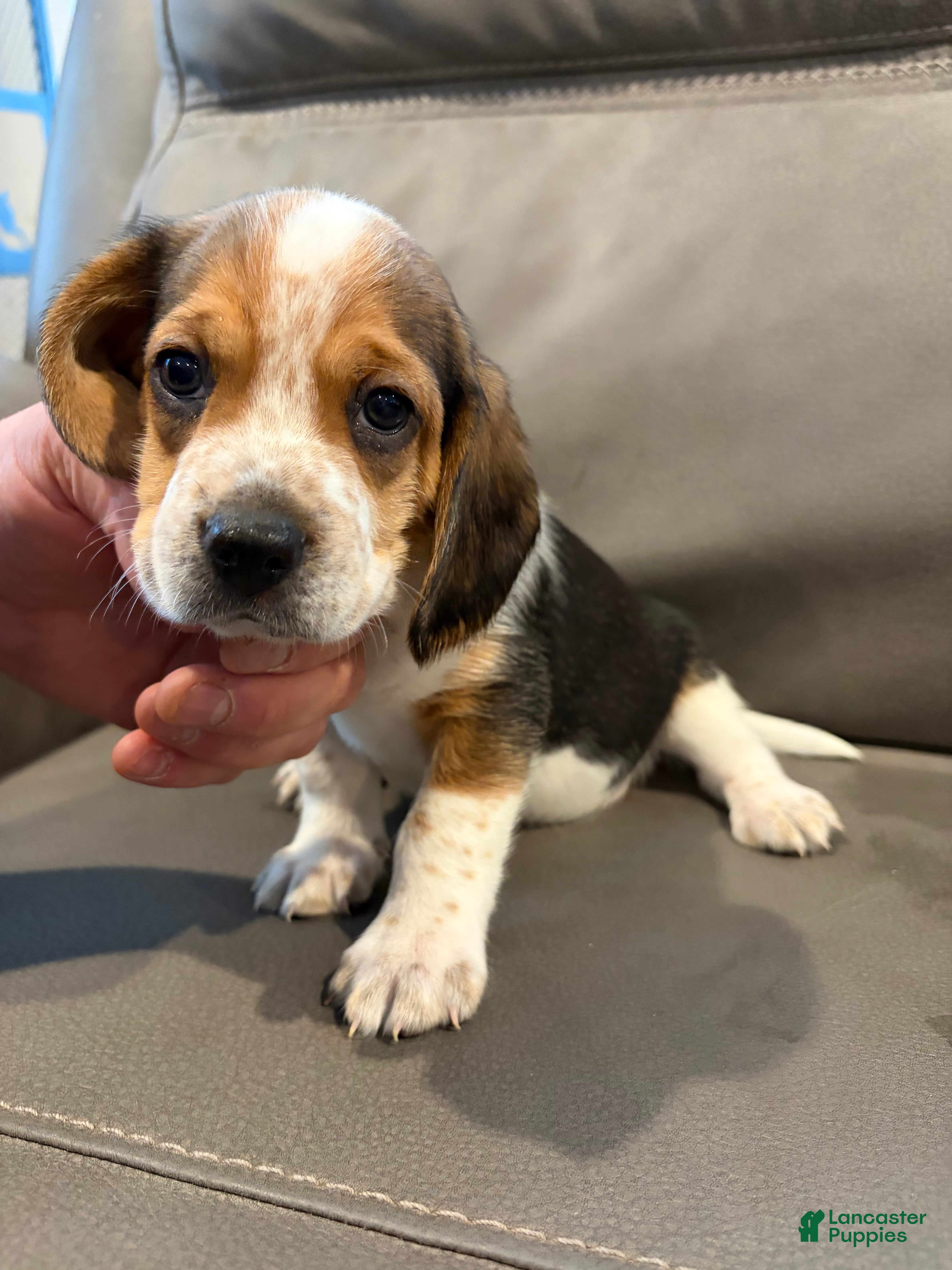 Beagle dogs Beagle Puppy 4 - Ad 4