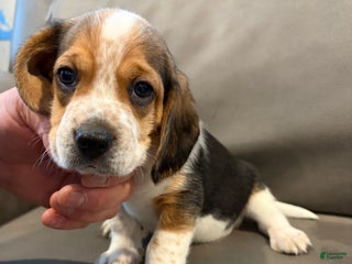 Beagle dogs Beagle Puppy 4 - Ad 4