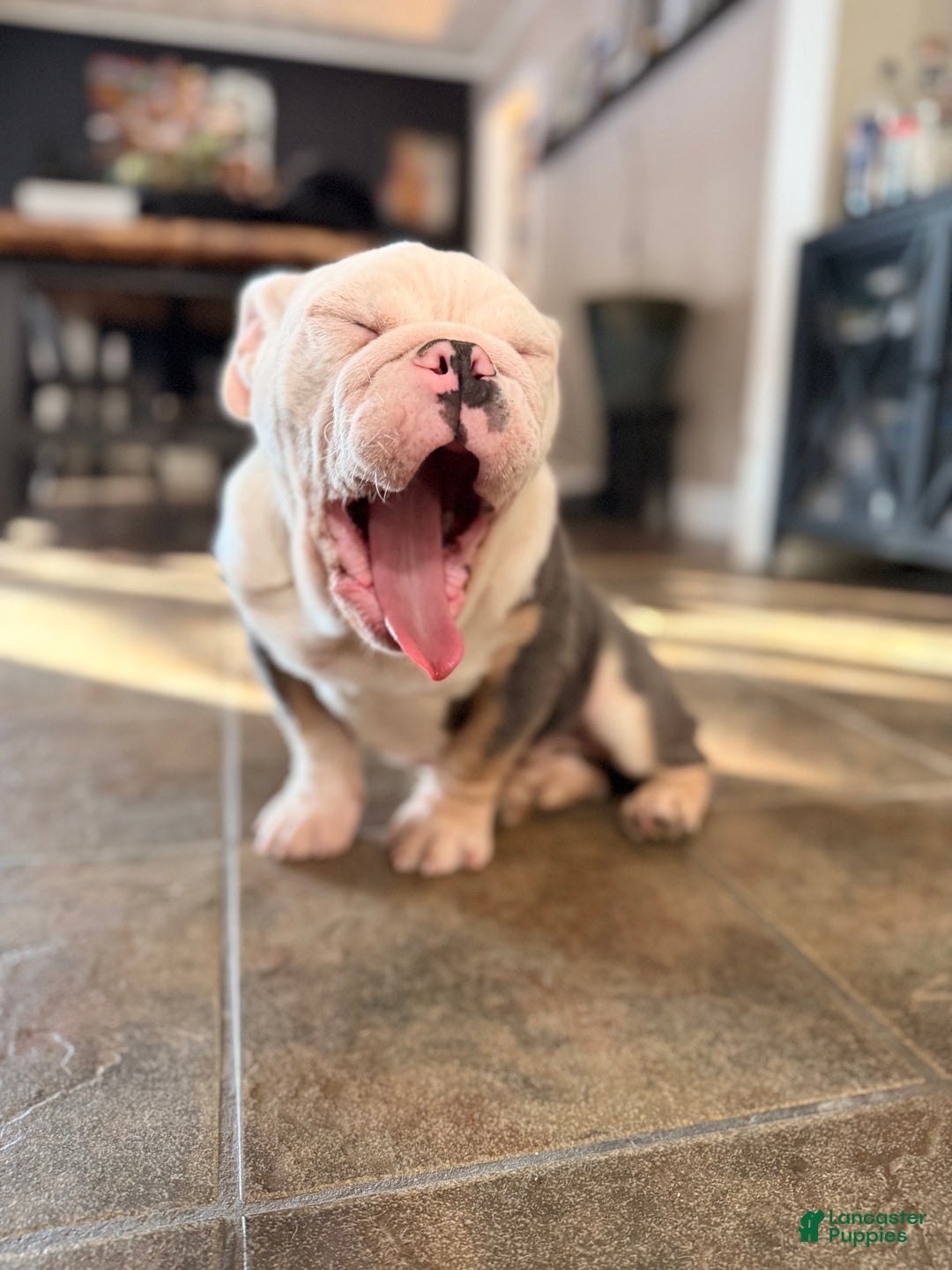 English Bulldog dogs for sale: Banksy - Ad 3