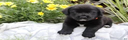 Labrador Retriever dogs for sale: Charlie - Ad 1