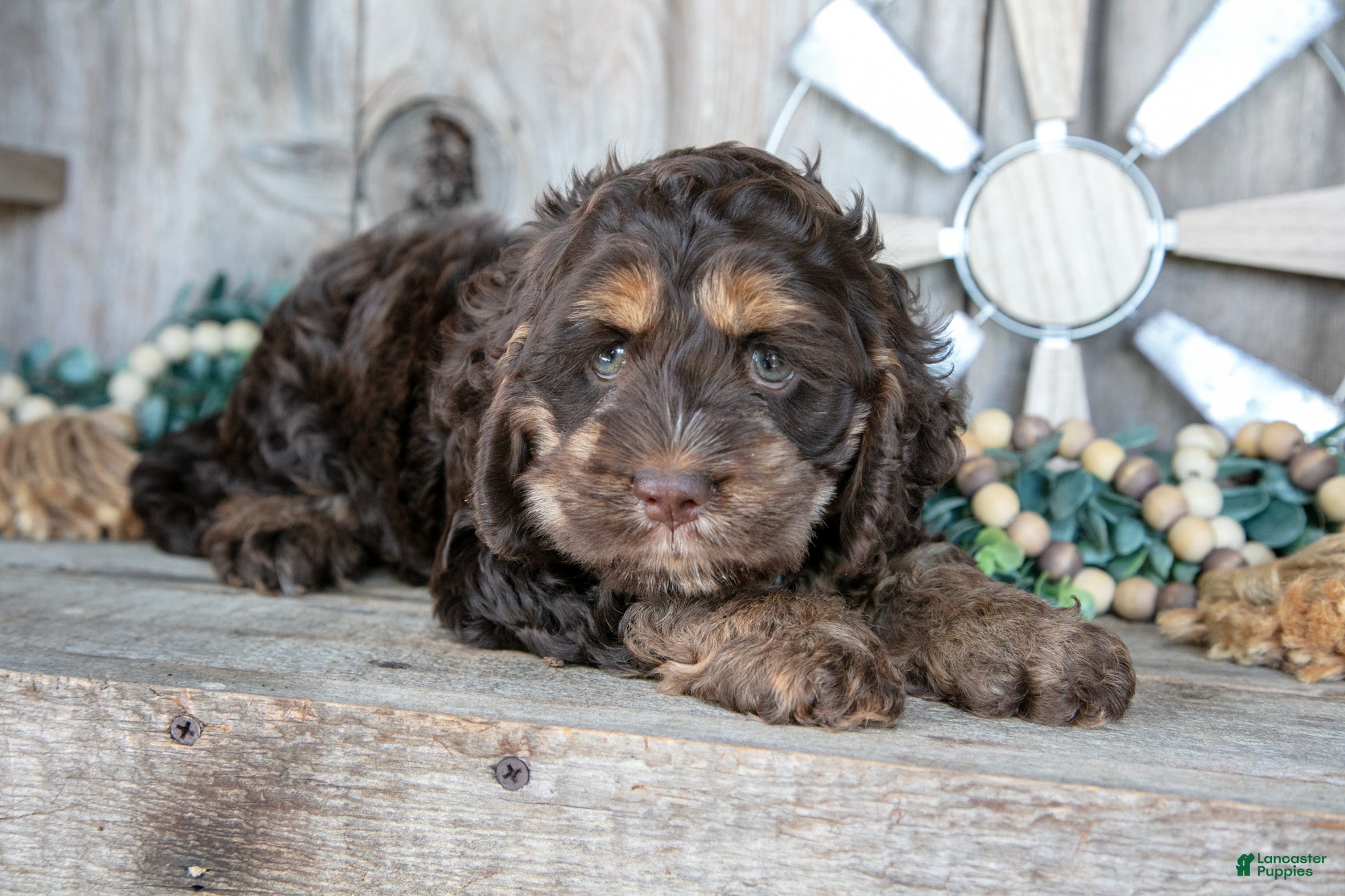 Cockapoo dogs Cutie - Ad 1