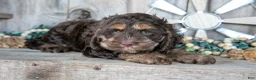 Cockapoo dogs for sale: Cutie - Ad 1
