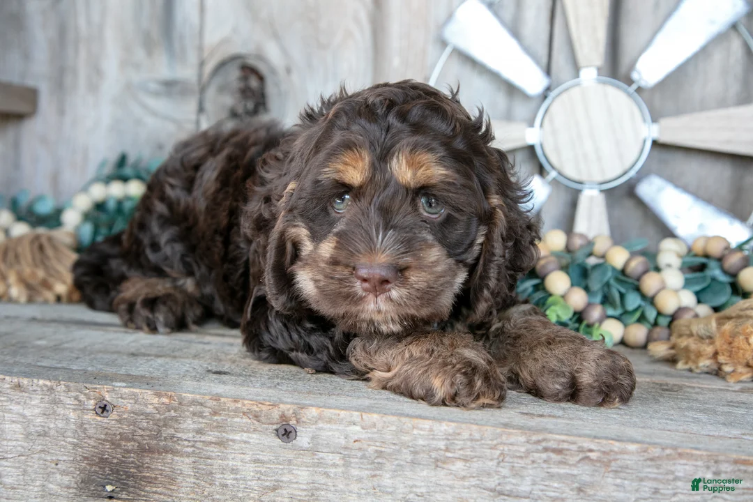 Cockapoo dogs for sale: Cutie - Ad 1