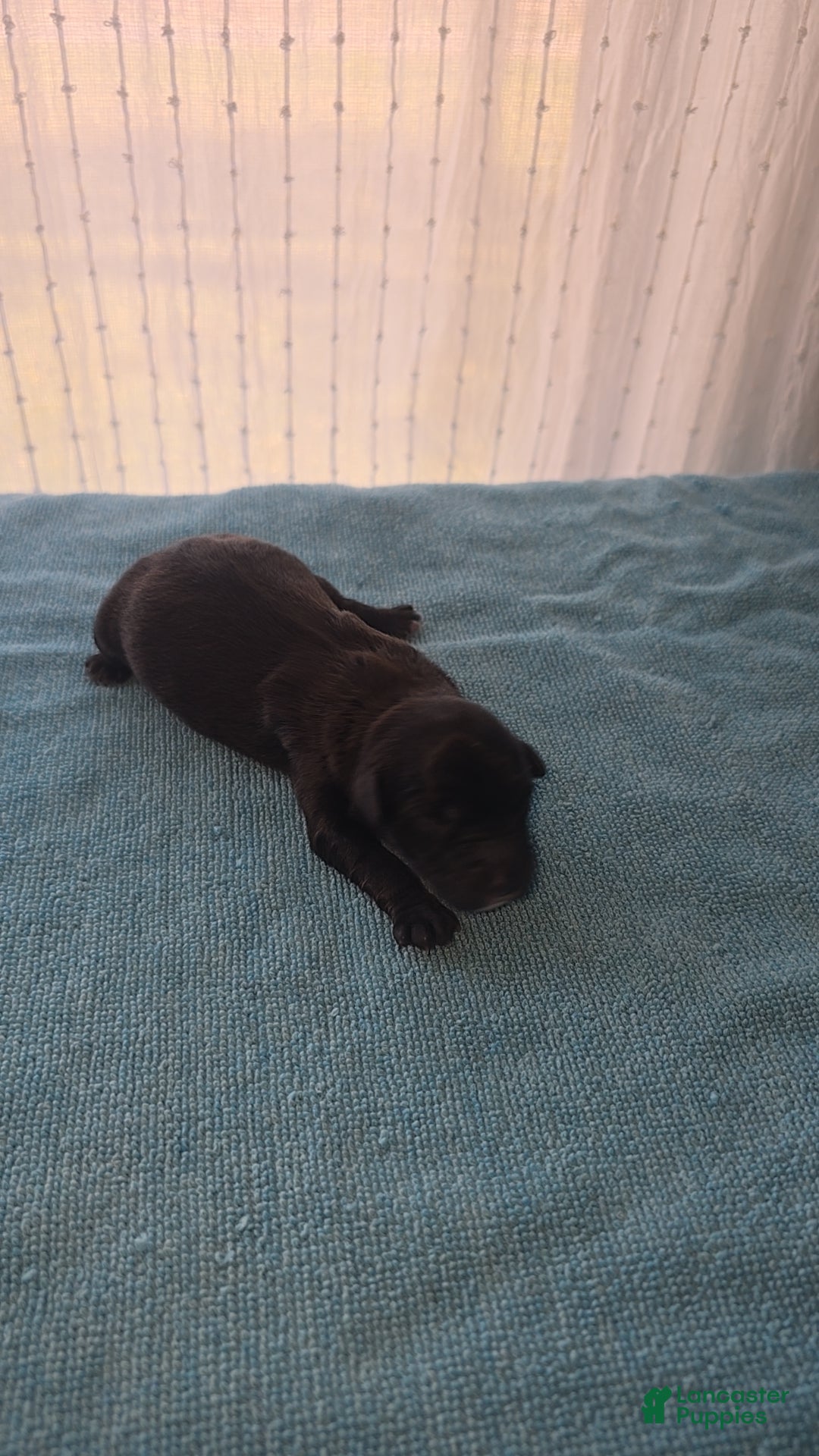 Mixed Breed dogs for sale: Tilly - Ad 2
