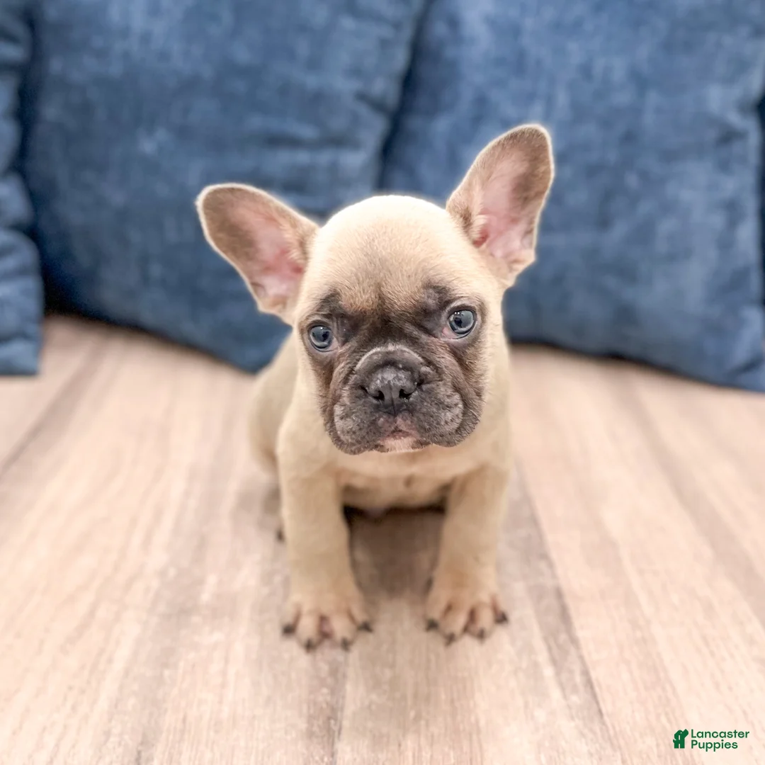 French Bulldog dogs for sale: Duke - Ad 1