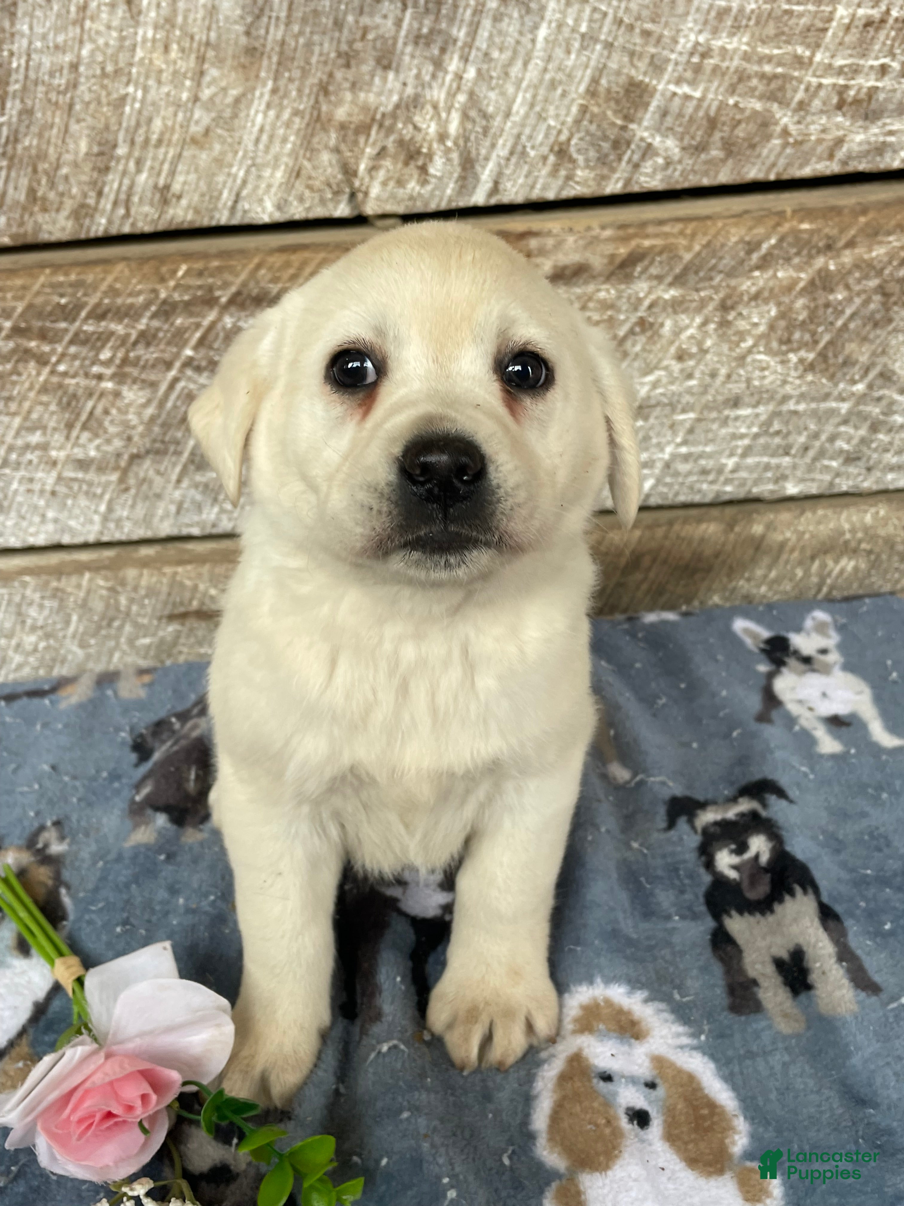 Labrador Retriever dogs Nova - Ad 10