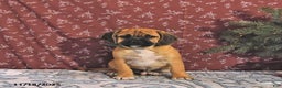 Puggle dogs for sale: Herbo - Ad 4