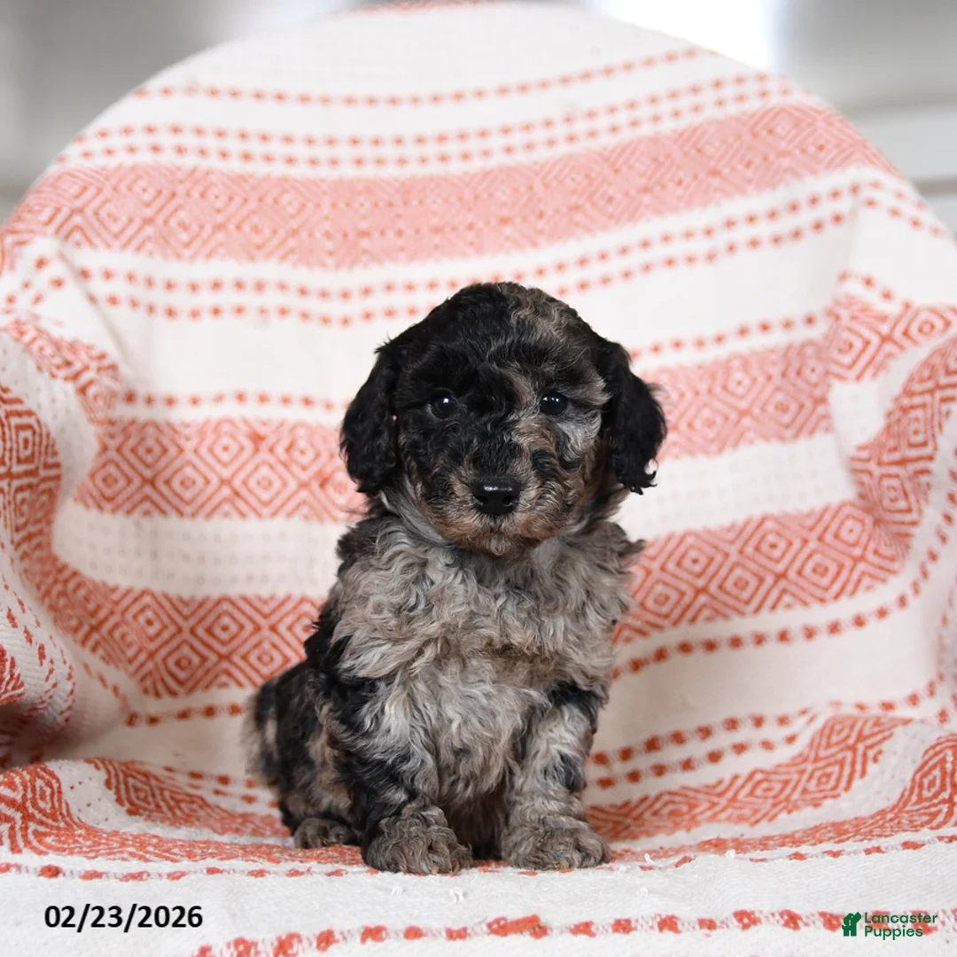 Miniature Poodle dogs for sale: Benny - Ad 3