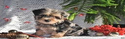 Yorkiepoo dogs for sale: Zuma - Ad 1