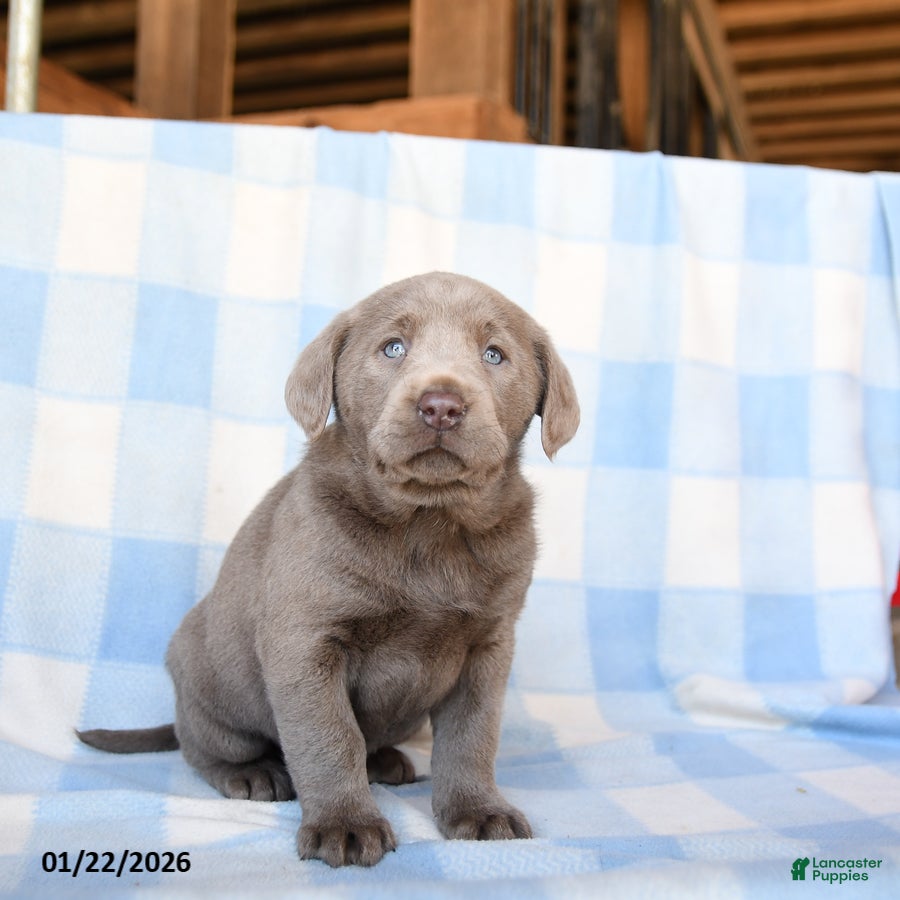 Labrador Retriever dogs Cloud - Ad 13