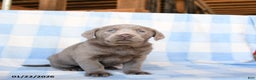 Labrador Retriever dogs for sale: Cloud - Ad 1