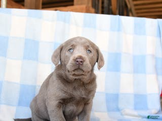 Labrador Retriever dogs Cloud - Ad 13