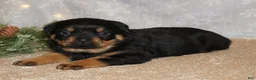 Rottweiler dogs for sale: Stella - Ad 2