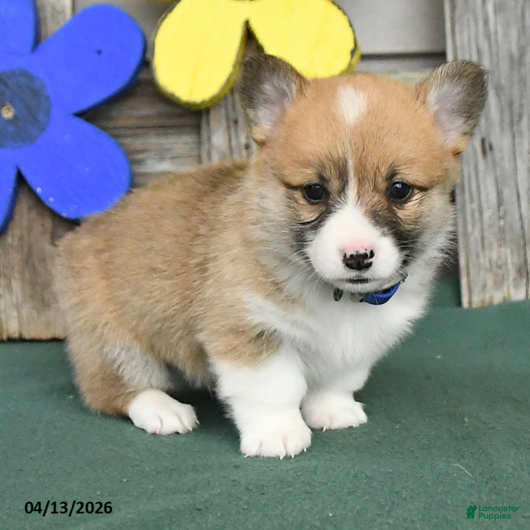 Welsh Corgi Pembroke dogs for sale: Bradly - Ad 2