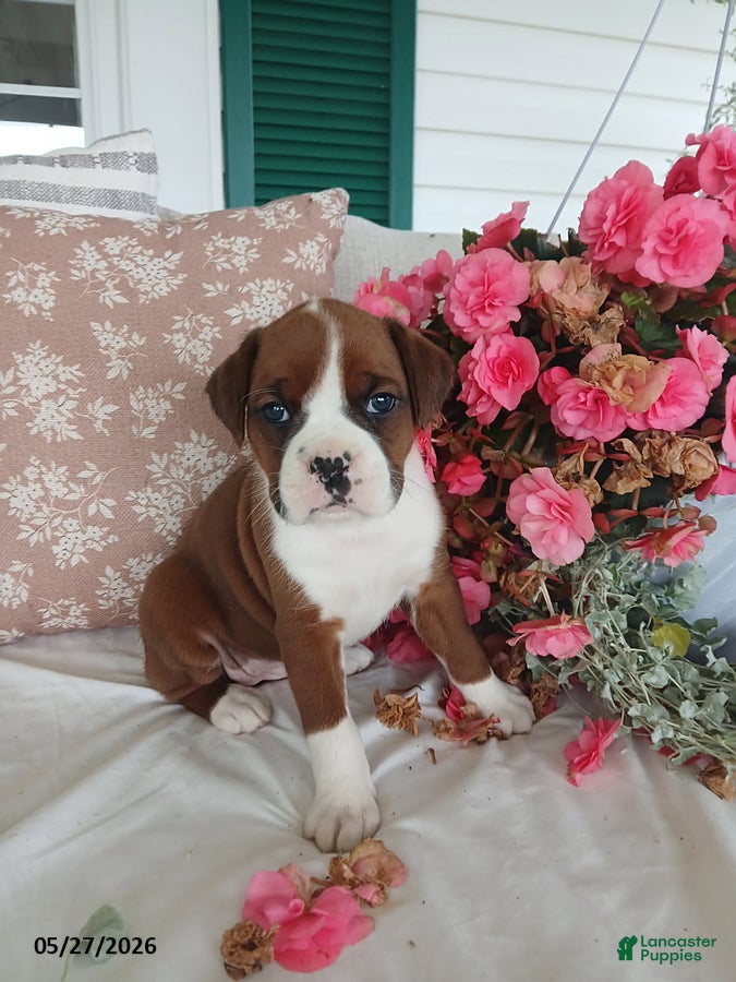 Boxer dogs Tiana - Ad 2