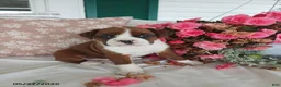 Boxer dogs for sale: Tiana - Ad 2