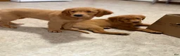 Golden Retriever dogs for sale: Golden Retriever 1 - Ad 3