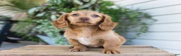 Dachshund dogs for sale: Winnie - Ad 13
