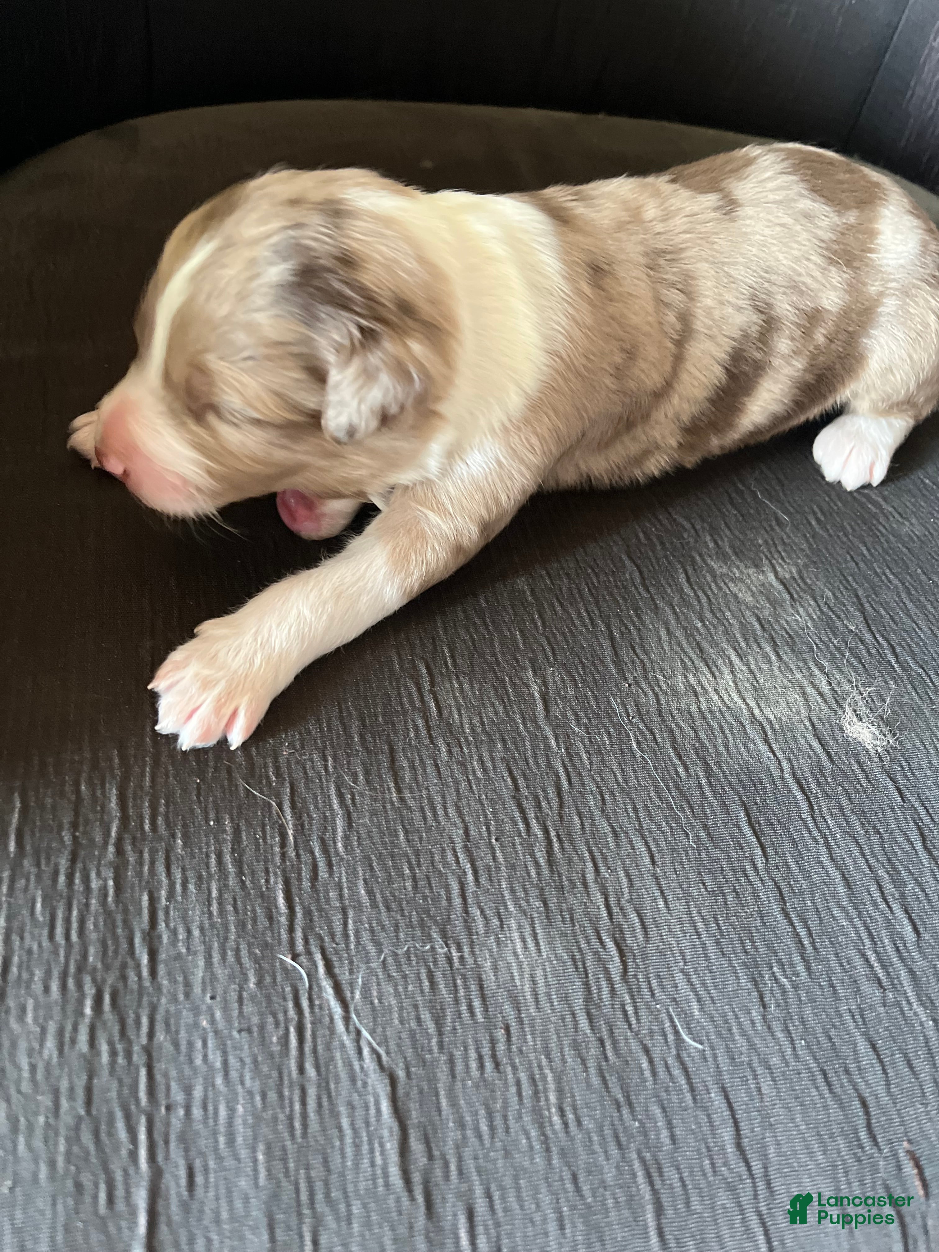 Aussiedoodle dogs Aussiedoodle Puppy 5 - Ad 1