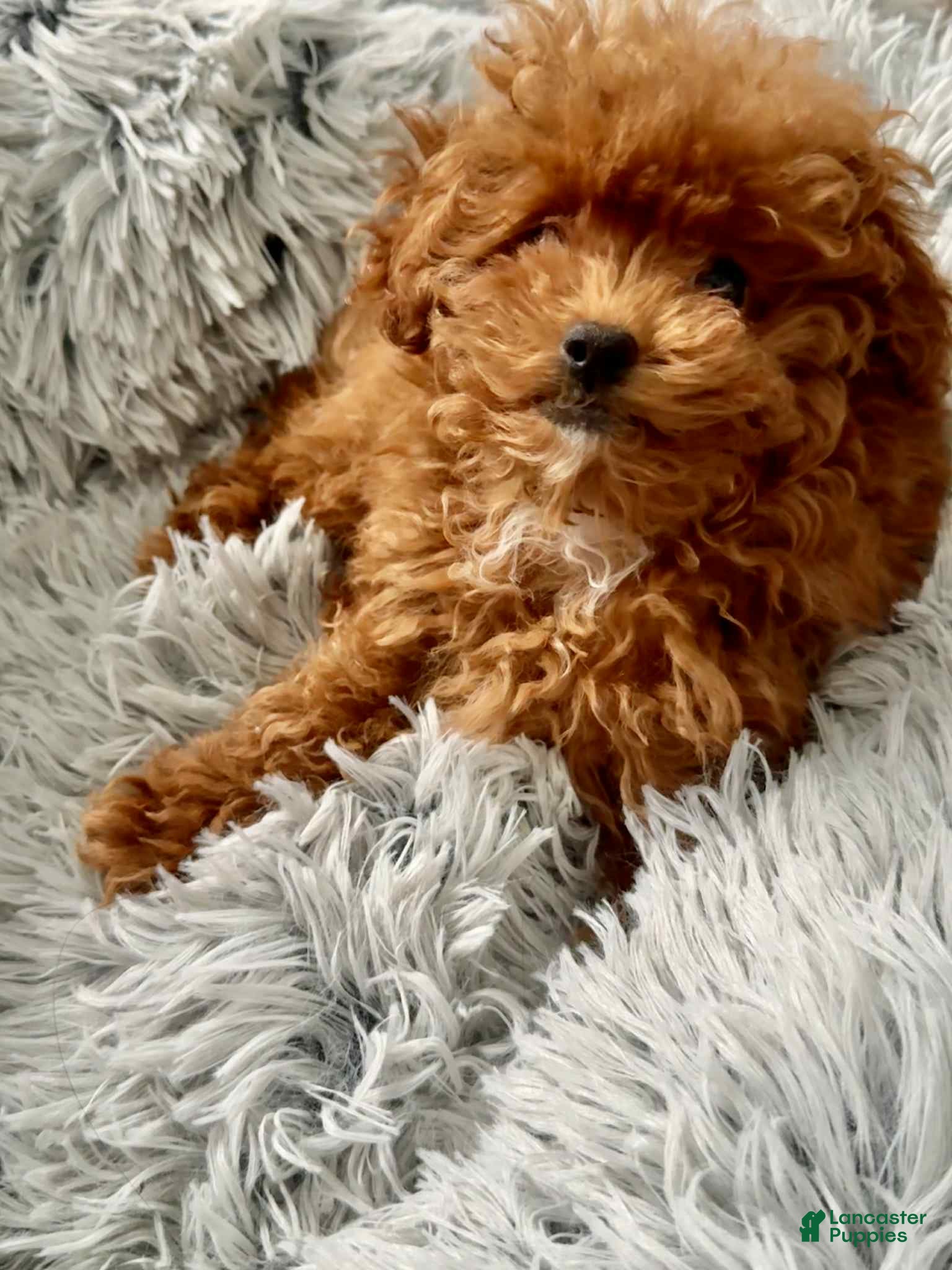 Toy Poodle dogs Lexus - Ad 20