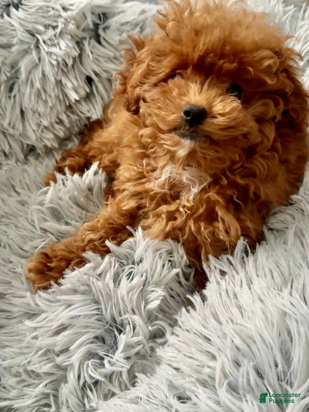 Toy Poodle dogs for sale: Lexus - Ad 1