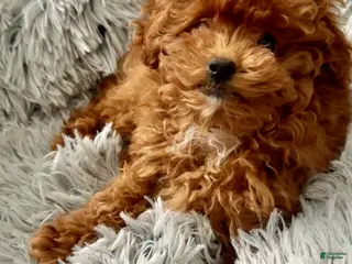 Toy Poodle dogs Lexus - Ad 20