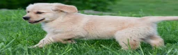 Golden Retriever dogs for sale: Diesel - Ad 8
