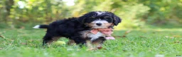 Mini Bernedoodle dogs for sale: Lonnie🐶 - Ad 5