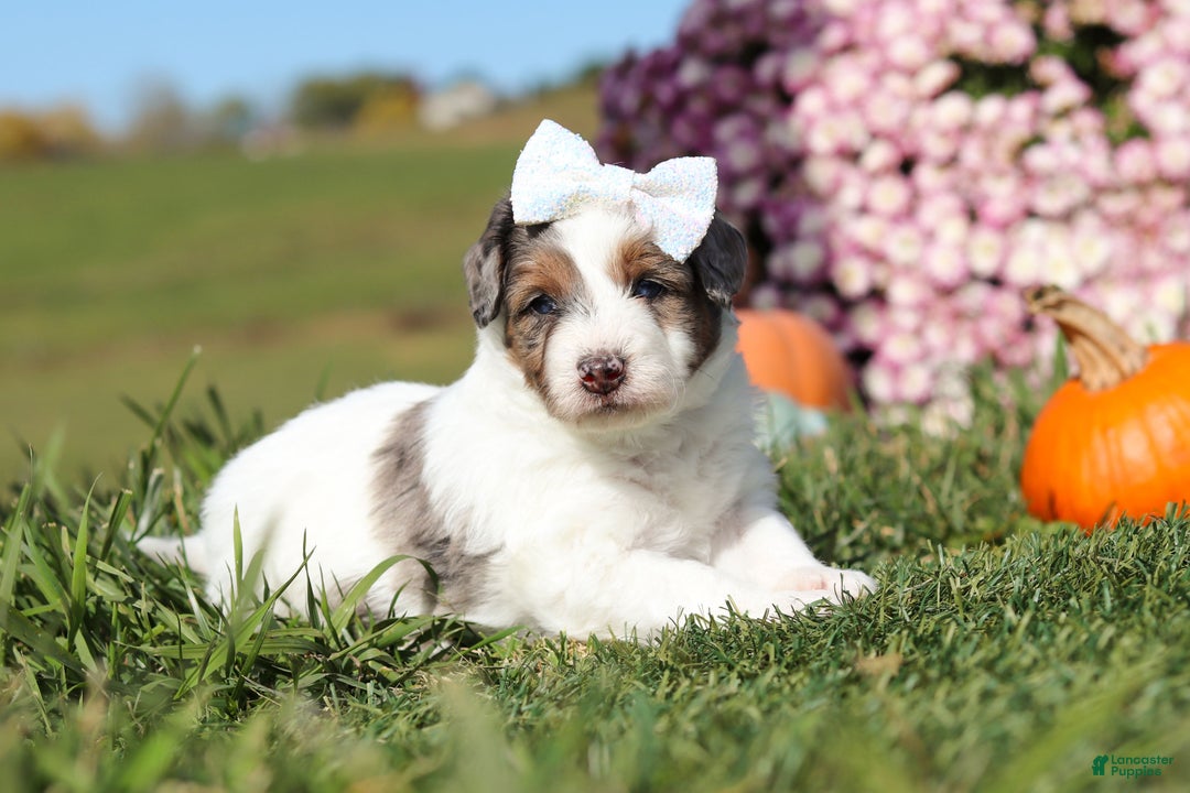 Mini Bernedoodle dogs for sale: Charlotte - Ad 4
