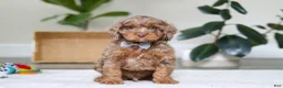 Cockapoo dogs for sale: Ace - Ad 1