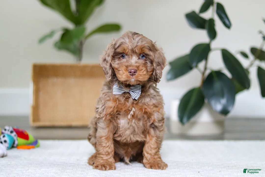 Cockapoo dogs for sale: Ace - Ad 1