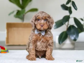 Cockapoo dogs Ace - Ad 27