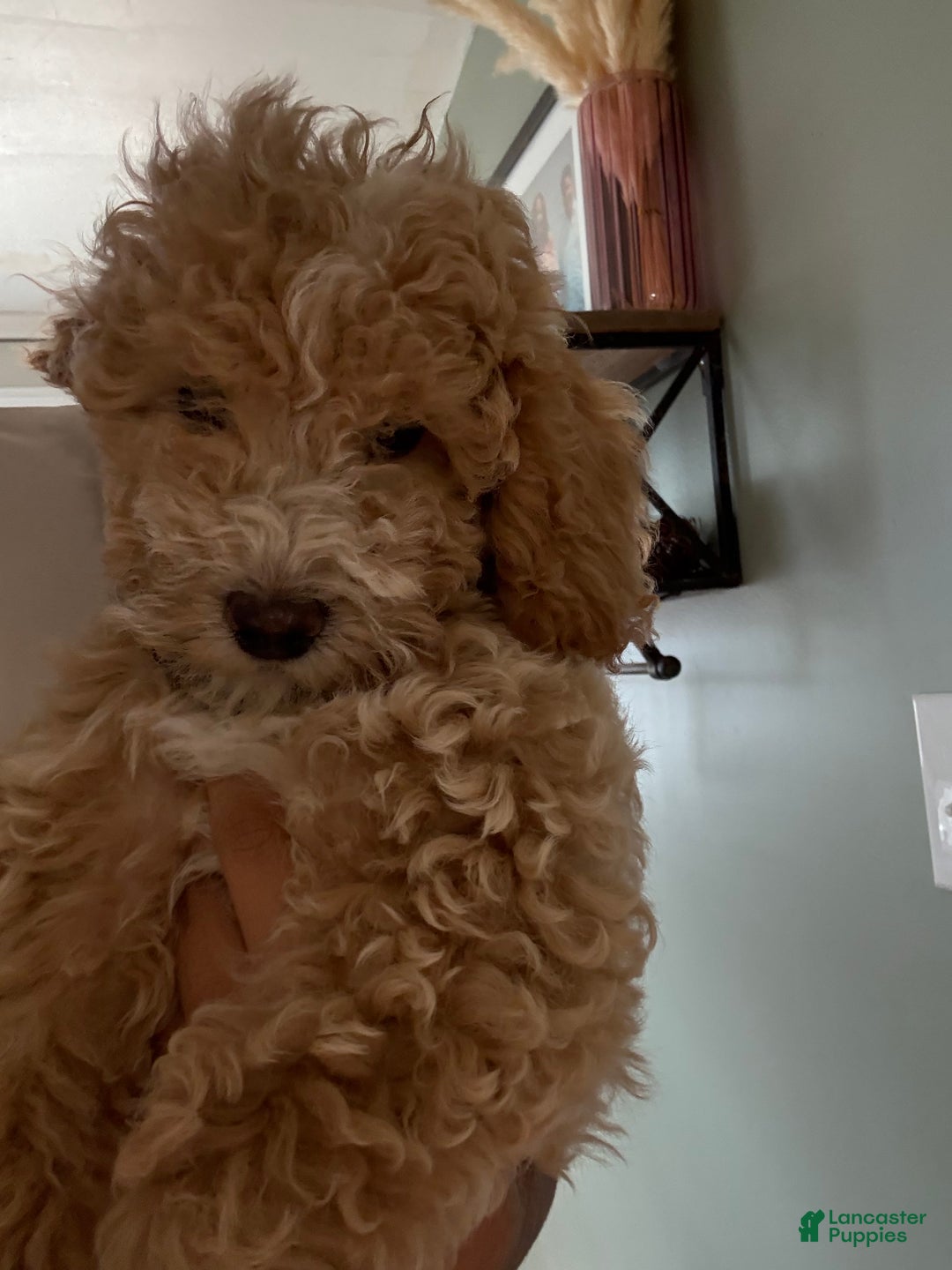 Mixed Breed dogs for sale: Mixed Breed Puppy 1 - Ad 4