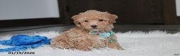 Bichpoo dogs for sale: Rowan - Ad 1