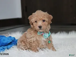 Bichpoo dogs Rowan - Ad 24