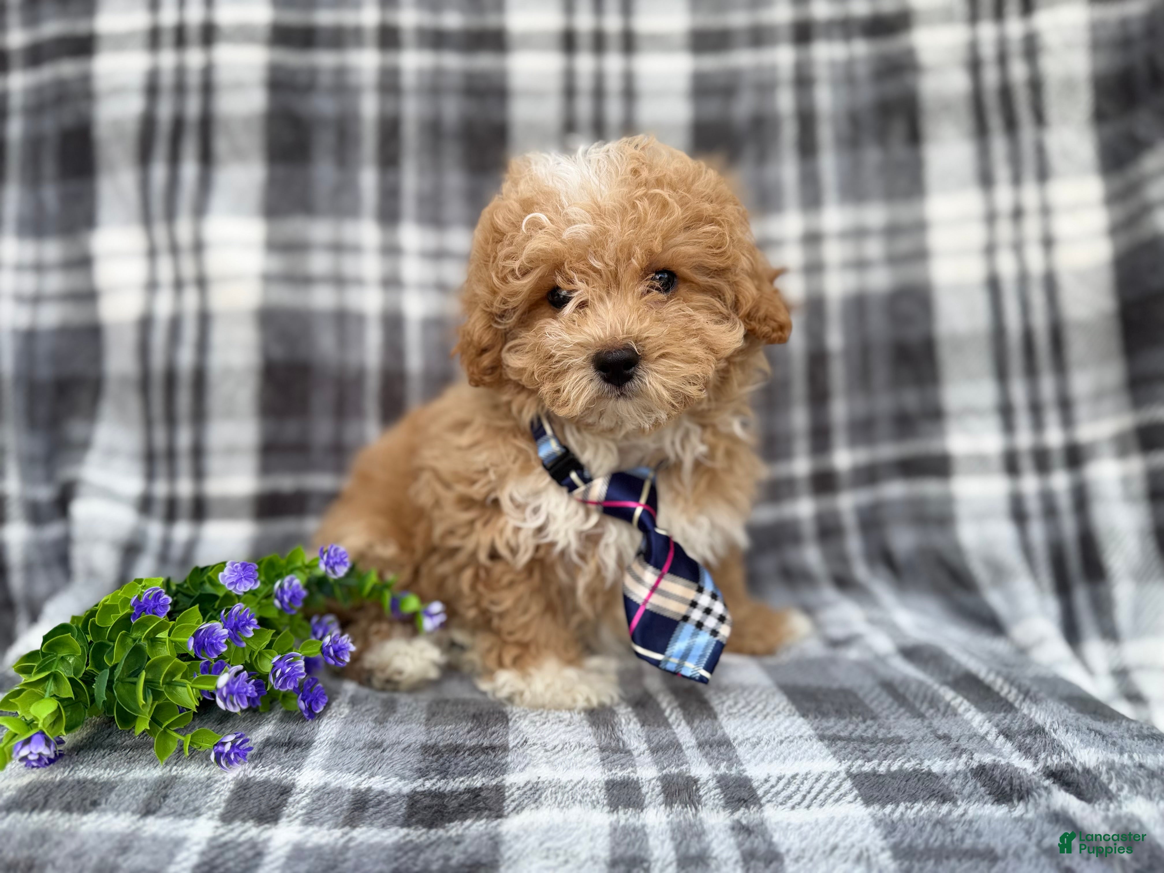 Bichpoo dogs Fred - Ad 5