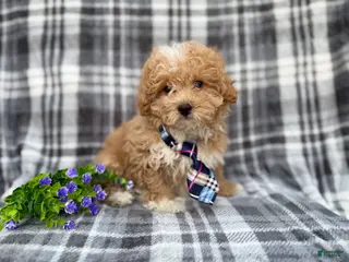 Bichpoo dogs Fred - Ad 5