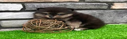 Pomeranian dogs for sale: Mickeye - Ad 6
