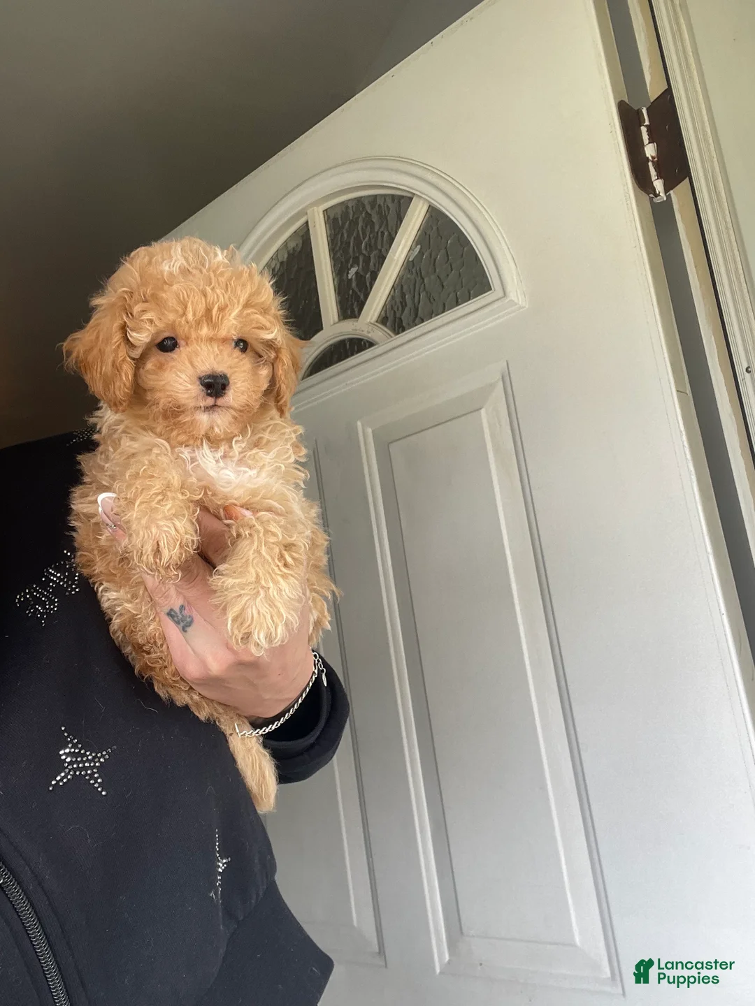 Toy Poodle dogs for sale: Mickey - Ad 2