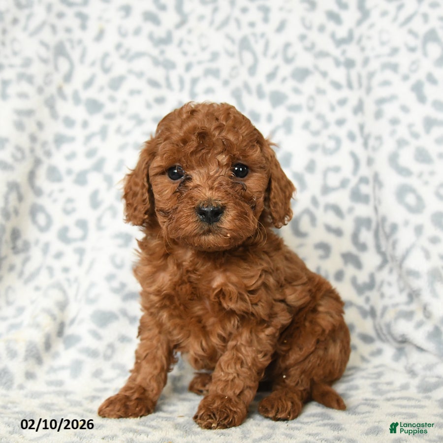 Miniature Poodle dogs Liam - Ad 30