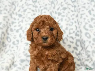 Miniature Poodle dogs Liam - Ad 10