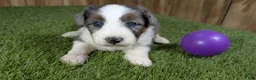 Mini Aussiedoodle dogs for sale: Sunset Girl 2 - Ad 10