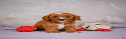 Cavapoo dogs for sale: Landon - Ad 3