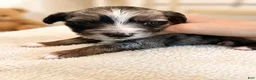 Mixed Breed dogs for sale: Hazel - Ad 12
