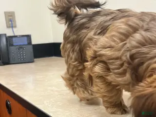 Yorkiepoo dogs Yorkiepoo Puppy 4 - Ad 6