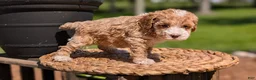 Miniature Poodle dogs for sale: Melody - Ad 6