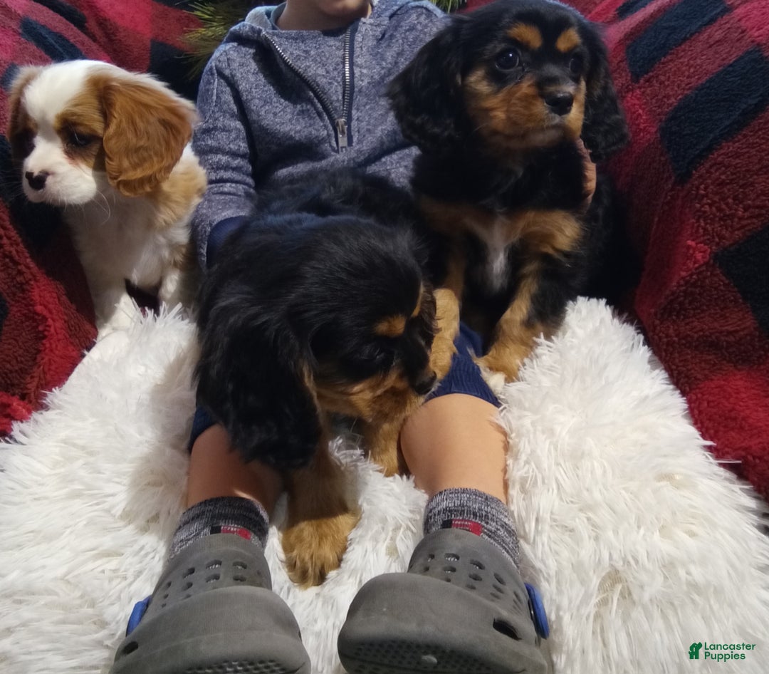 Cavalier King Charles Spaniel dogs for sale: Macy - Ad 13