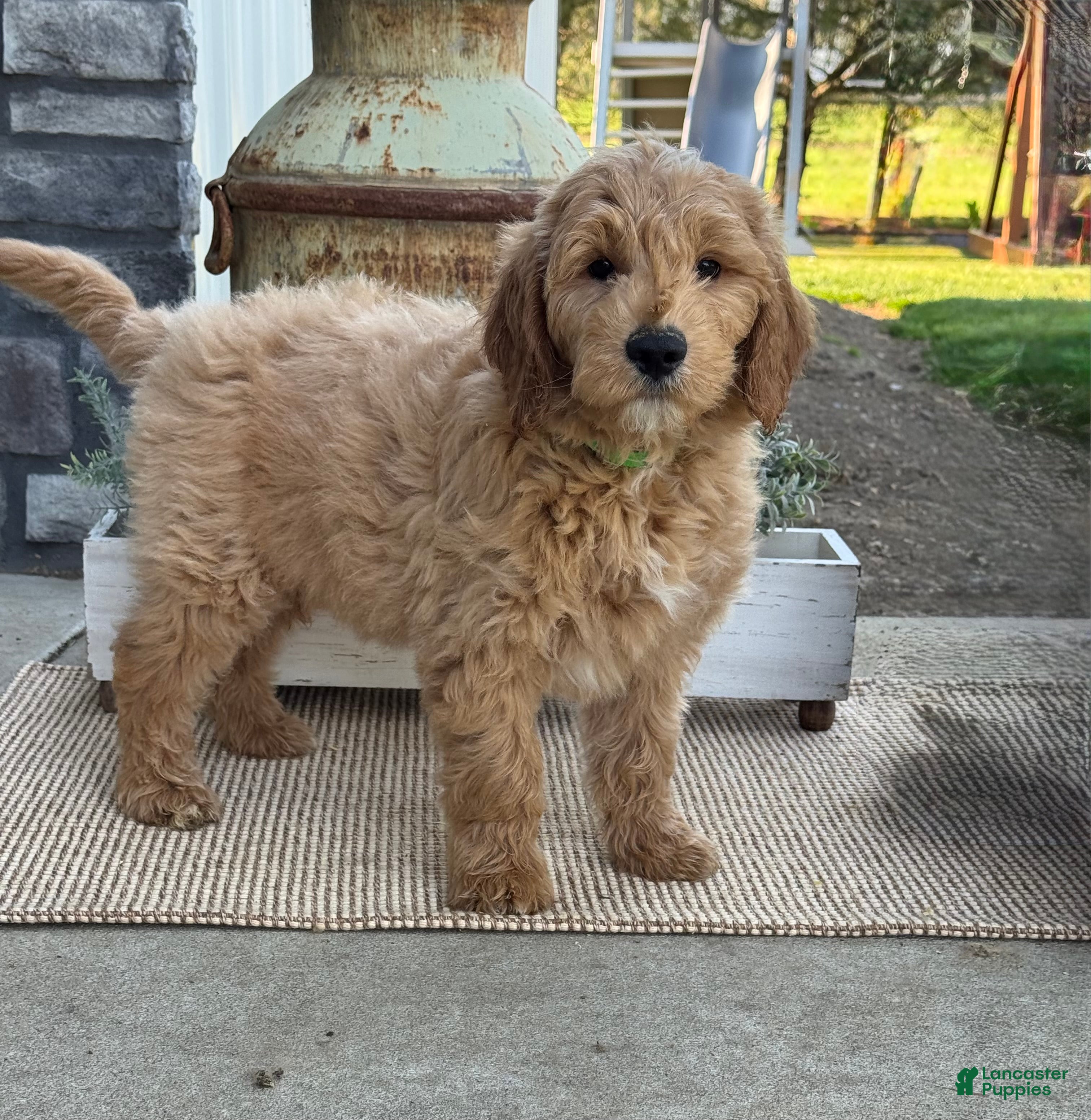 Goldendoodle dogs King - Ad 2